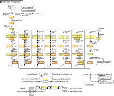 Energy consumption and intestinal microbiome disorders of yellow catfish (Pelteobagrus fulvidraco) under cold stress
